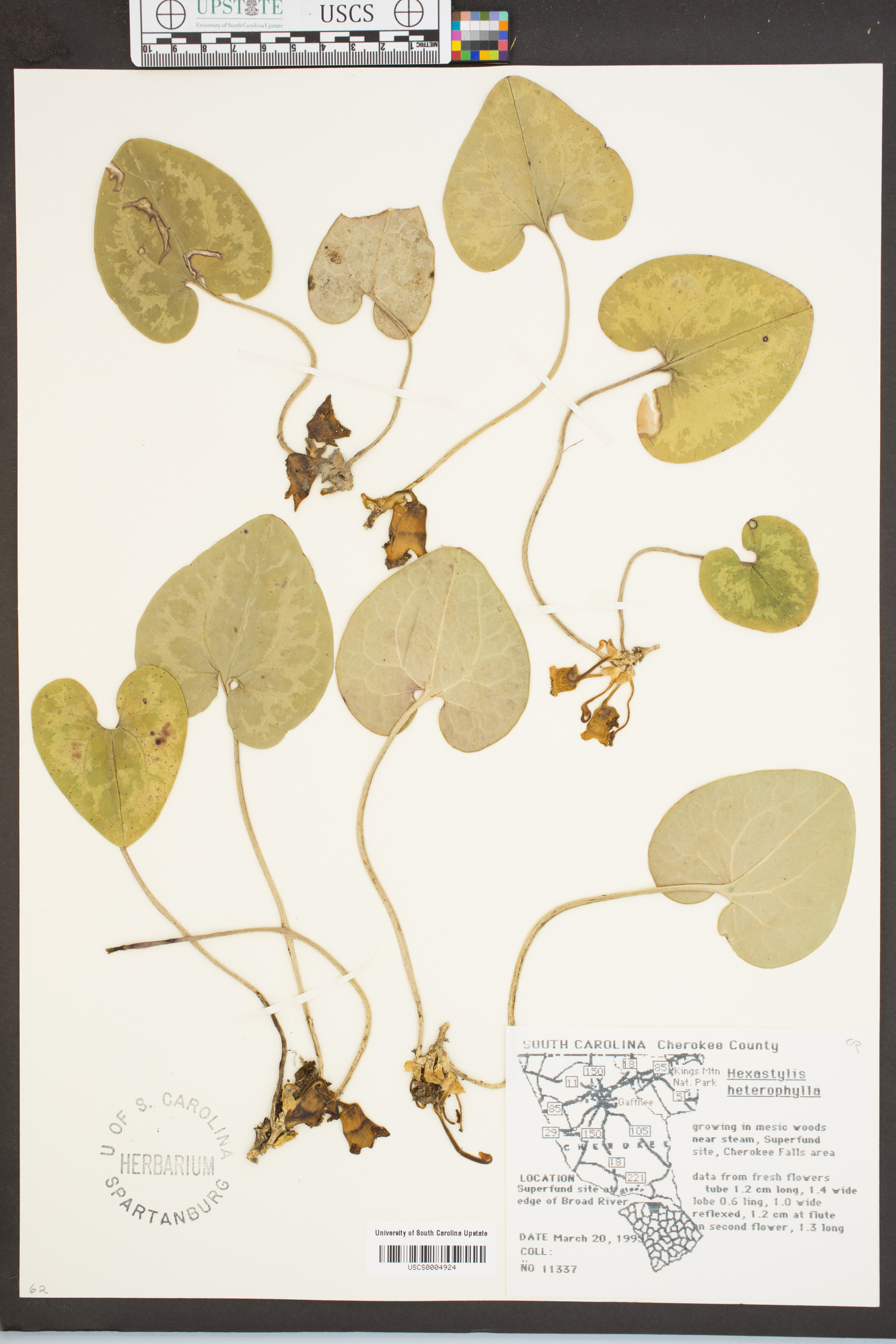 Hexastylis heterophylla image
