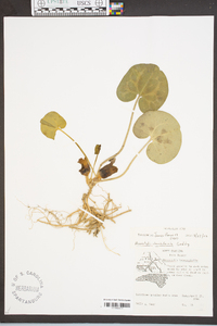 Hexastylis heterophylla image