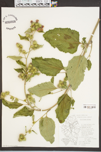 Arctium minus image