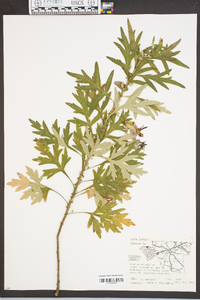 Artemisia vulgaris image