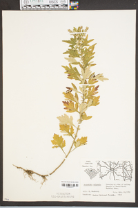 Artemisia vulgaris image