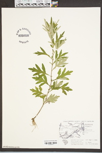 Artemisia vulgaris image