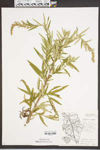 Artemisia vulgaris image