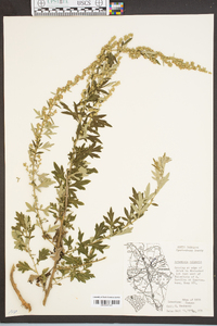 Artemisia vulgaris image