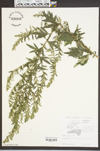 Artemisia vulgaris image