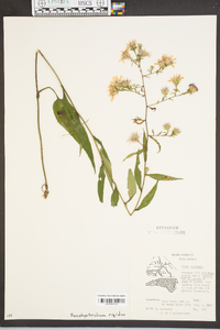 Aster curtisii image