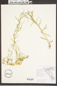 Aster solidagineus image