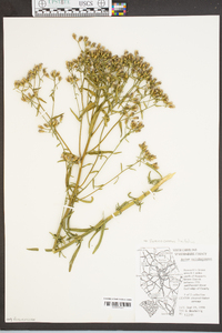 Aster solidagineus image