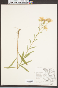 Aster surculosus image