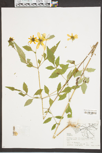 Bidens aristosa image