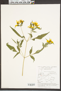 Bidens aristosa image