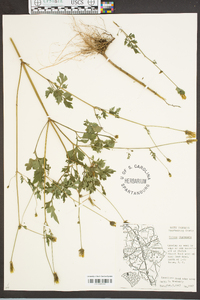 Bidens bipinnata image