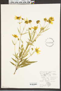 Bidens polylepis image