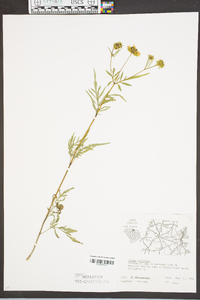 Bidens polylepis image