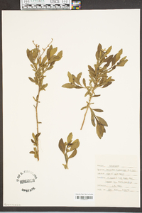 Borrichia frutescens image