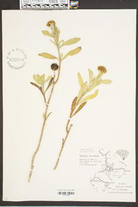 Borrichia frutescens image