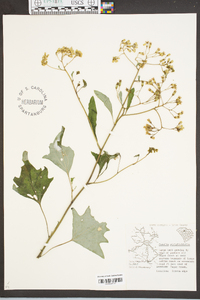 Arnoglossum atriplicifolium image