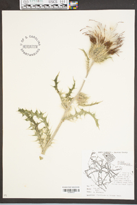 Carduus spinosissimus image