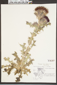 Cirsium horridulum image