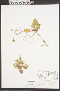 Chrysogonum virginianum var. australe image