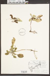 Chrysogonum virginianum image