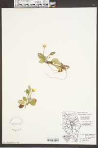 Chrysogonum virginianum image