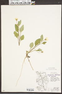 Chrysogonum virginianum var. australe image