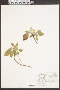 Chrysogonum virginianum image