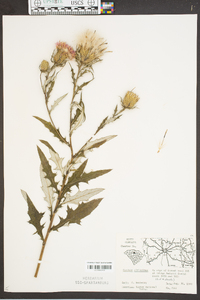 Cirsium altissimum image