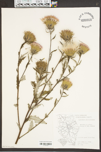 Cirsium altissimum image