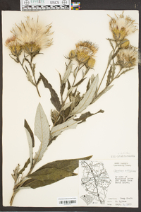 Cirsium altissimum image