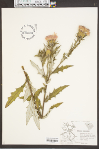 Cirsium altissimum image