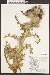 Carduus spinosissimus image
