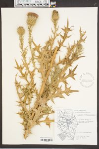 Carduus spinosissimus image