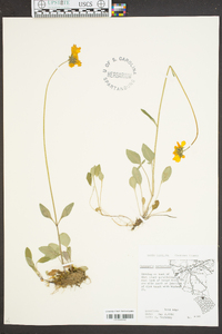 Coreopsis auriculata image