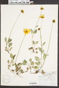 Coreopsis auriculata image