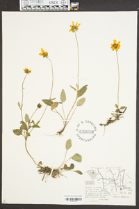 Coreopsis auriculata image