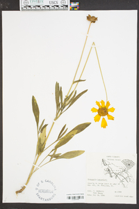 Coreopsis lanceolata image