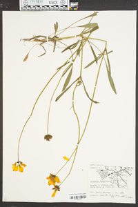 Coreopsis lanceolata image