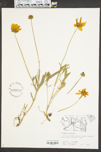 Coreopsis lanceolata image