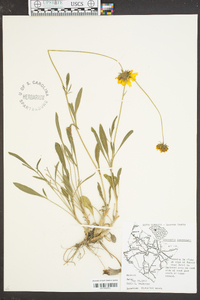 Coreopsis lanceolata image