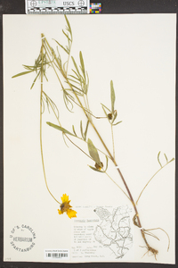 Coreopsis lanceolata image