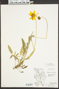 Coreopsis lanceolata image