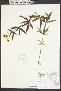 Coreopsis major image