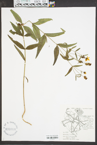 Coreopsis major image