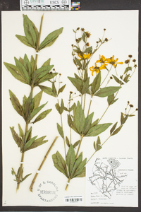 Coreopsis major image