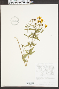 Coreopsis major image