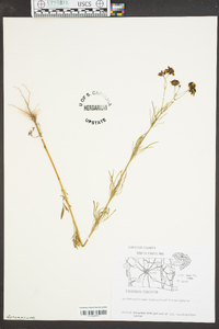 Coreopsis tinctoria image