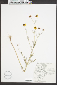 Coreopsis tinctoria image