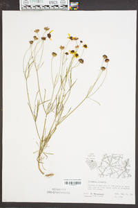 Coreopsis tinctoria image